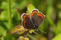 Aricia agestis