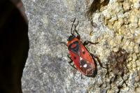 Melanocoryphus albomaculatus