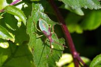 Gonocerus acuteangulatus