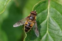 Eristalis pertinax