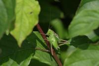 Bicolorana bicolor