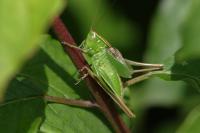 Bicolorana bicolor