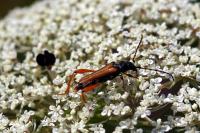 Stenopterus rufus