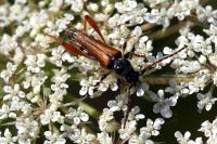 Stenopterus rufus