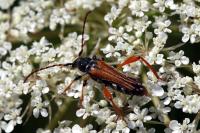 Stenopterus rufus