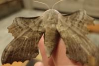 Laothoe populi