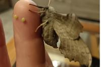 Laothoe populi
