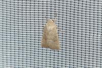 Hoplodrina ambigua