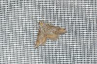 Macaria liturata