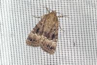Amphipyra pyramidea
