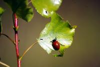 Chrysomela populi