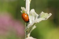 Chrysomela populi