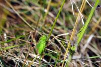 Bicolorana bicolor