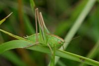Bicolorana bicolor