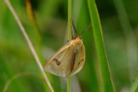 Diacrisia sannio