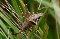 Pholidoptera griseoaptera