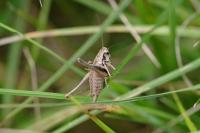 Pholidoptera griseoaptera