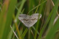 Scotopteryx bipunctaria