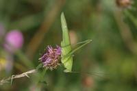 Phaneroptera falcata