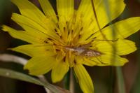 Oecanthus pellucens pellucens