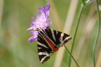 Euplagia quadripunctaria