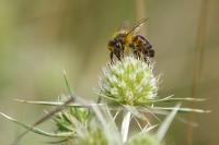 Apis mellifera