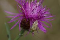Adelphocoris lineolatus