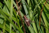 Platycleis albopunctata albopunctata
