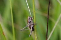 Platycleis albopunctata albopunctata