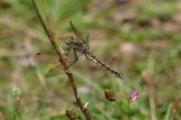 Orthetrum cancellatum