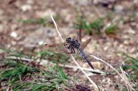 Orthetrum cancellatum