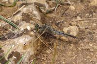 Orthetrum cancellatum