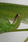 Phaneroptera nana