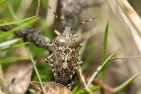 Rhaphigaster nebulosa