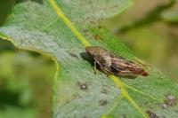 Aphrophora alni