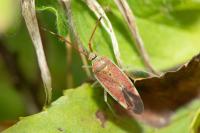 Pantilius tunicatus