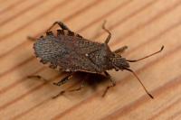Ceraleptus gracilicornis