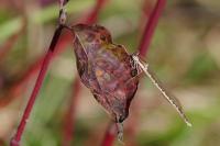 Sympecma fusca