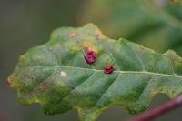 Neuroterus albipes