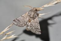 Thaumetopoea pityocampa