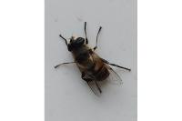 Eristalis tenax