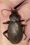 Carabus coriaceus