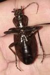 Carabus coriaceus
