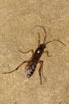 Diphyus quadripunctorius