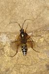 Diphyus quadripunctorius