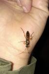Diphyus quadripunctorius