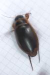 Dytiscus marginalis