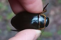 Dytiscus marginalis