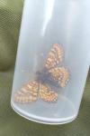 Euphydryas aurinia