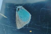 Glaucopsyche alexis